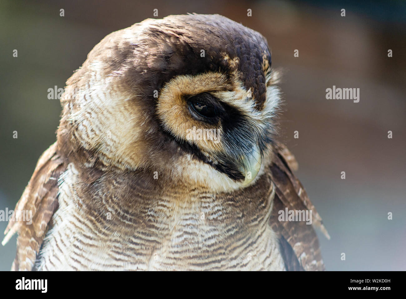 Braunes Holz owl Close-up nach unten schauen. Stockfoto