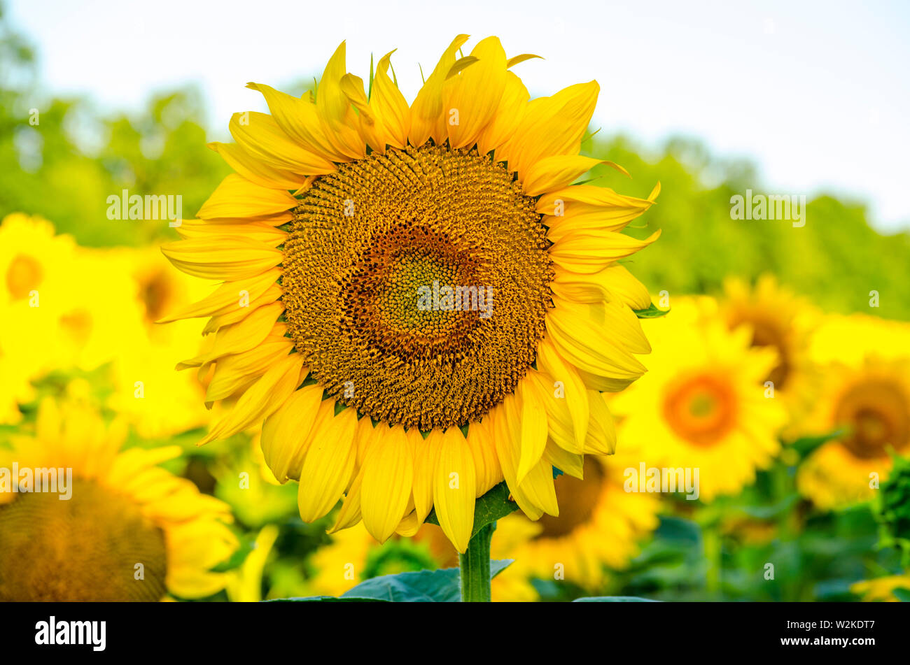 Blüte einer Sonnenblume auf dem Feld Stockfoto