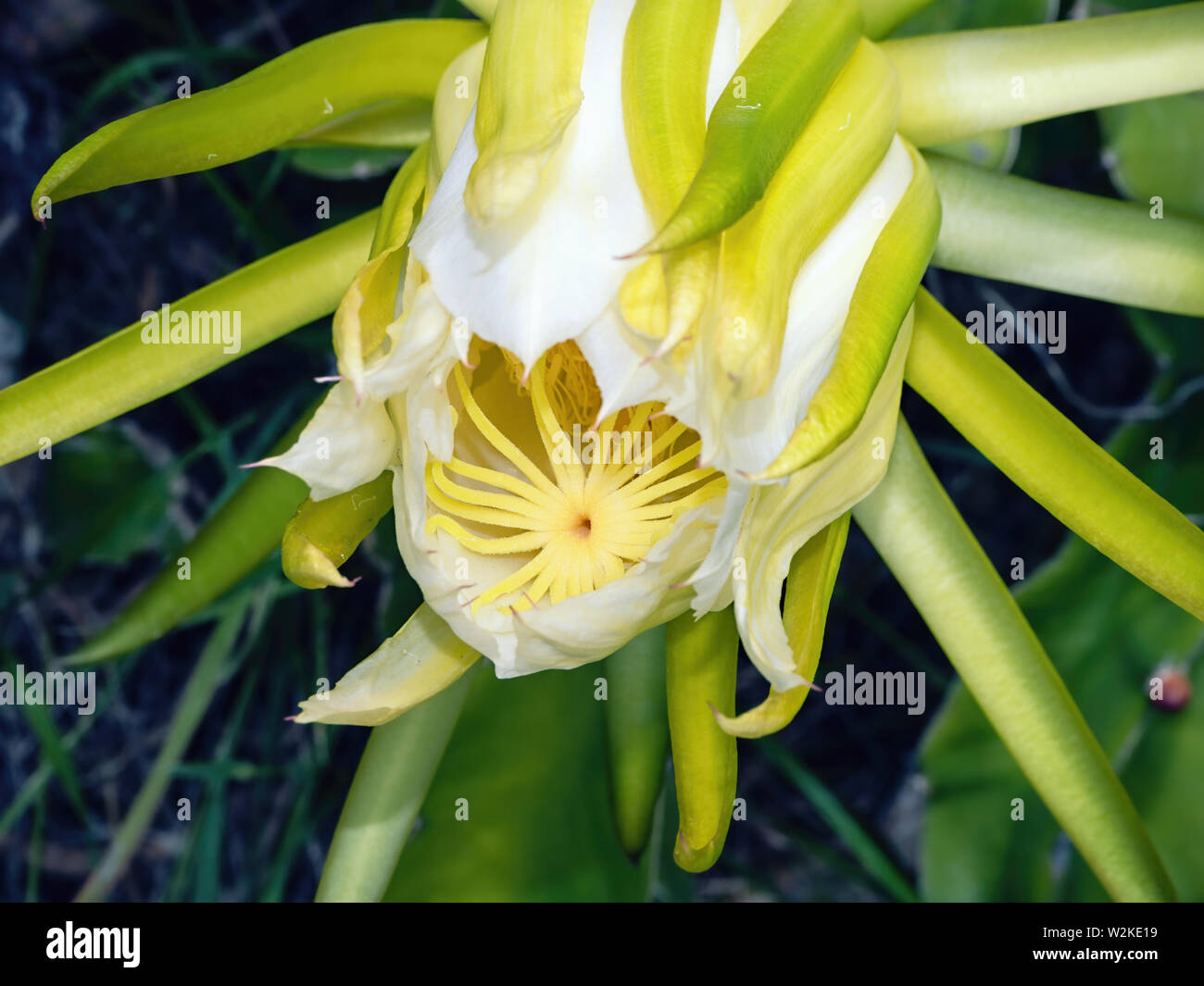 Semi - große Blume einer Königin der Nacht eines Selenicereus grandiflorus eingeschlossen. Die frontale Bild der blühende Pflanze ist eine Art der Gattung Stockfoto