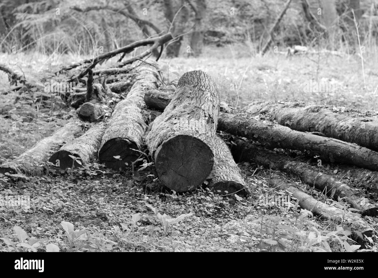 Holz- Trunks in den Wald auf dem Gras - Brennholz (Deutschland, Europa) Stockfoto