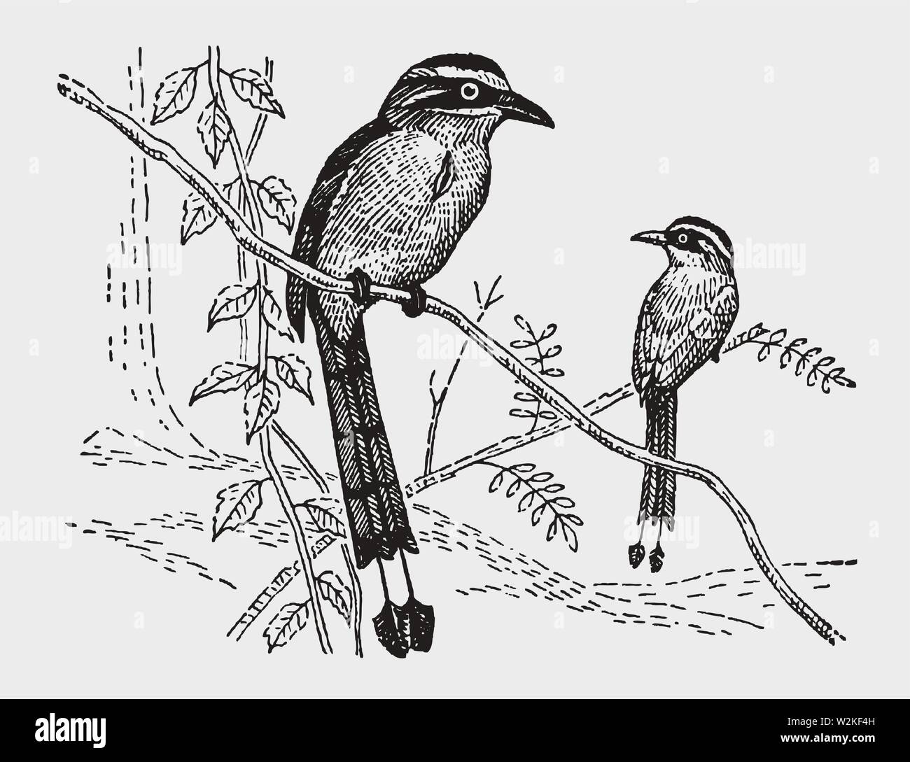 Zwei motmot (momotus) Vögel sitzen auf einem Ast. Abbildung: Nach einem historischen Gravur aus dem frühen 20. Jahrhundert Stock Vektor