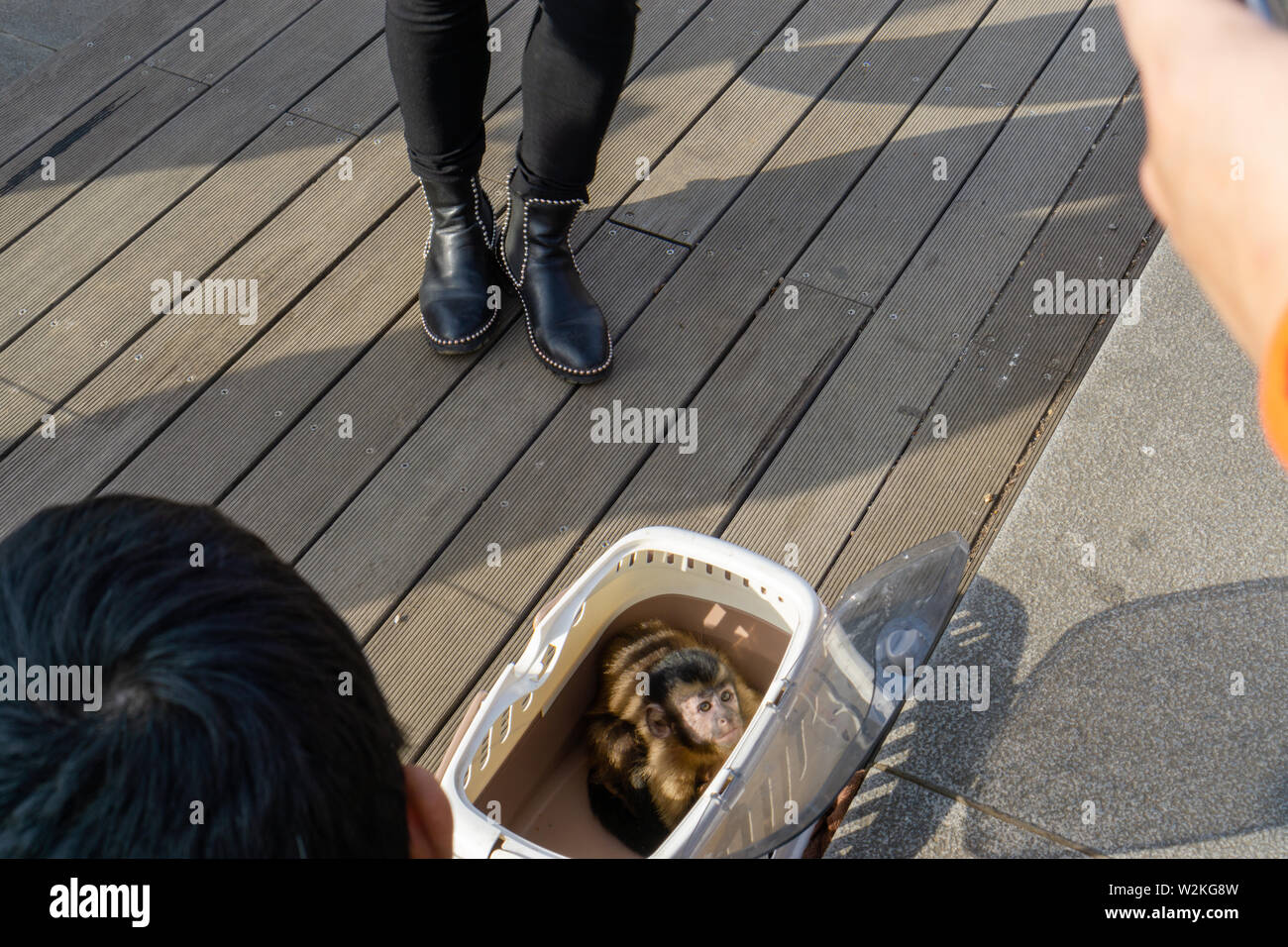 Der Affe wir bei Ueno Park schien glücklich mit neugierigen Kindern und Erwachsenen zu interagieren, sondern sah sie in Gefangenschaft hat uns sehr unangenehm. Stockfoto