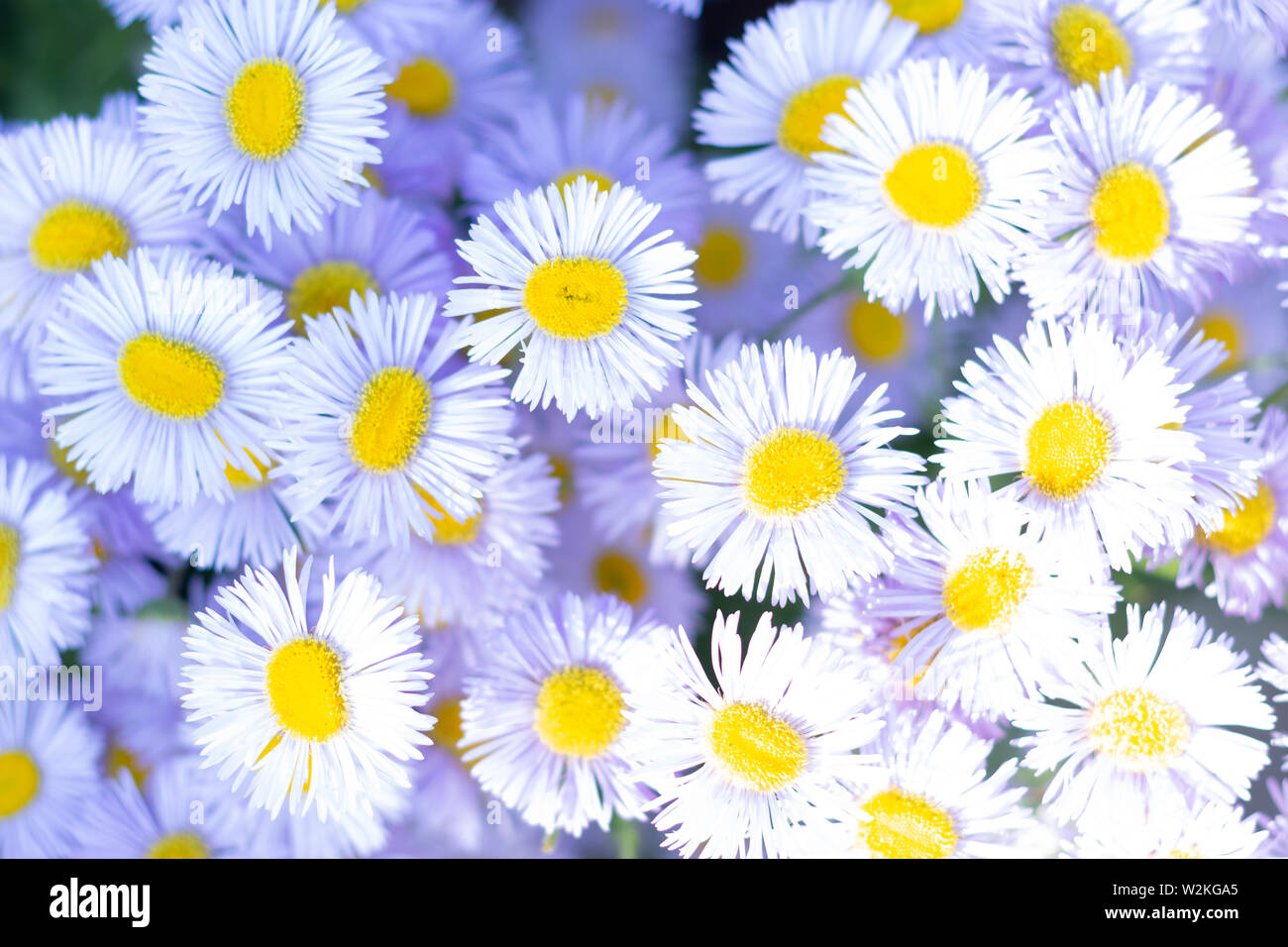 Schöne Sommerblüte Gänseblümchen Blumen Hintergrund. Nahaufnahme Stockfoto