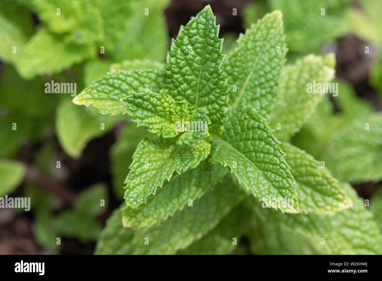 Nahaufnahme von Minze (Mentha Spicata) wachsen in einem Garten Stockfoto