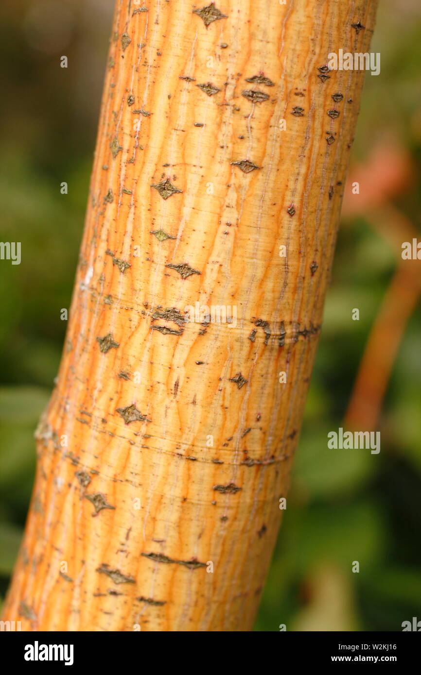 X Acer conspicuum 'Phoenix'. Farbenfrohe Rinde von Acer conspicuum 'Phoenix', ein Snakebark Ahorn, im Winter, Großbritannien Stockfoto