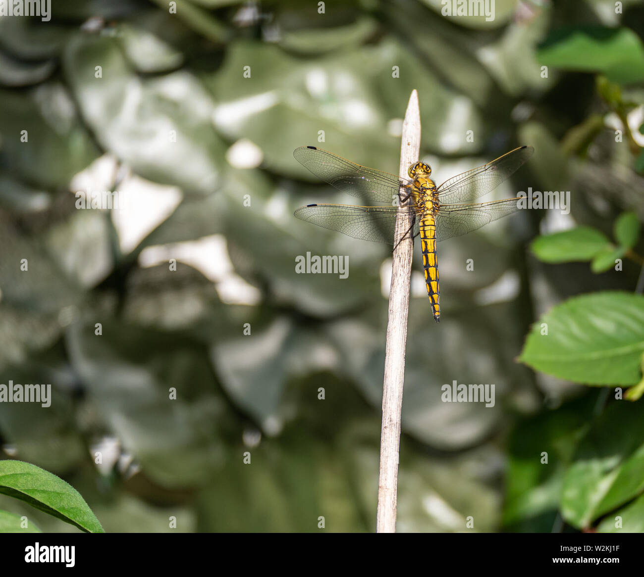 Schließen Sie herauf Bild der schönen gelben Drachen fliegen Sitzen auf einem hölzernen Stock Stockfoto