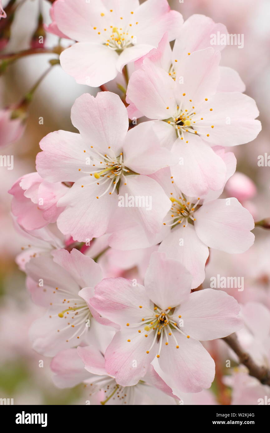 Prunus 'Pandora' Kirschblüten im Frühling. AGM. Auch genannt Prunus padus 'Pandora' Stockfoto