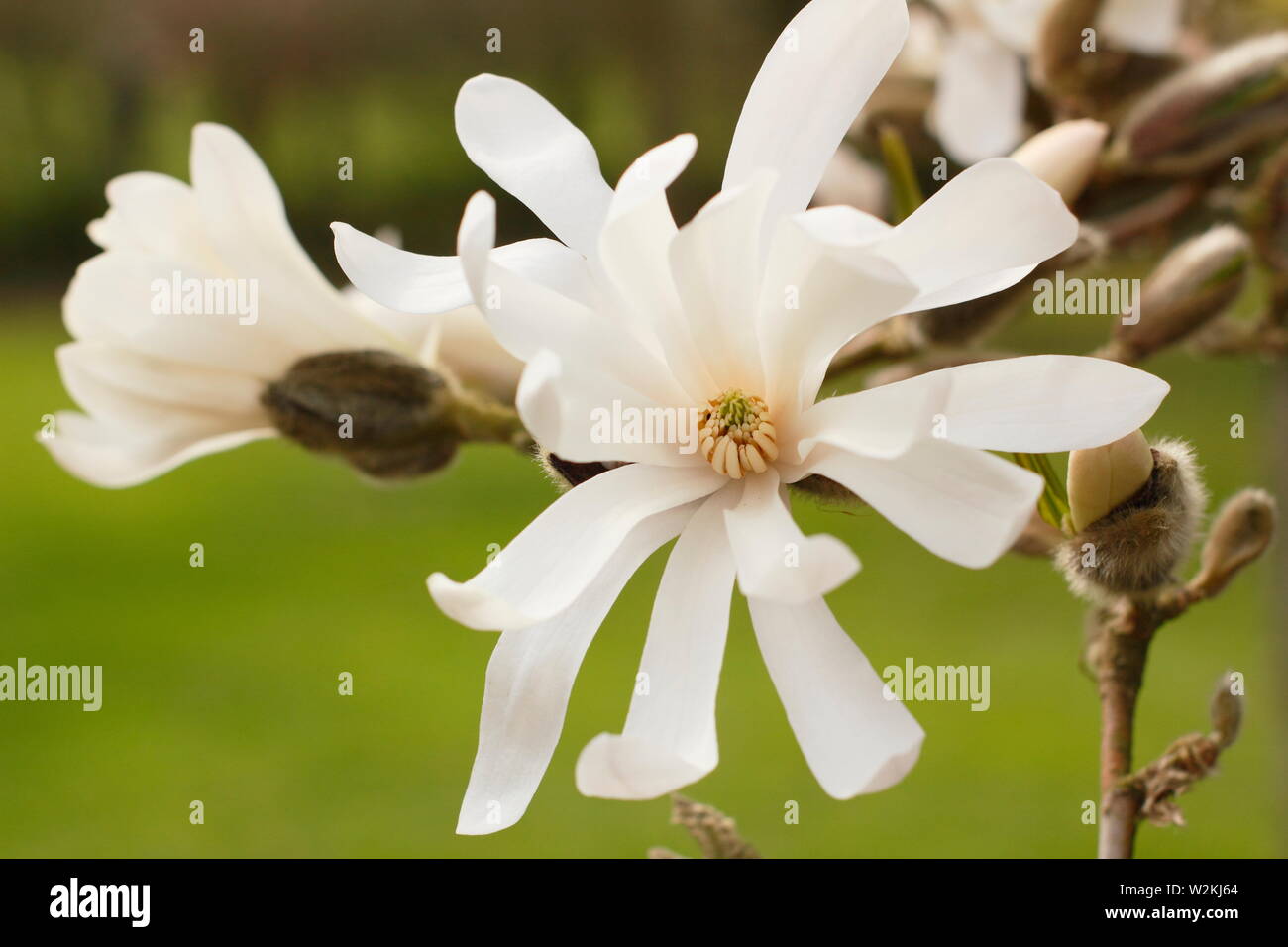 Magnolia tellata'. Auffälligen weißen Blüten der Star Magnolia im Frühjahr Stockfoto