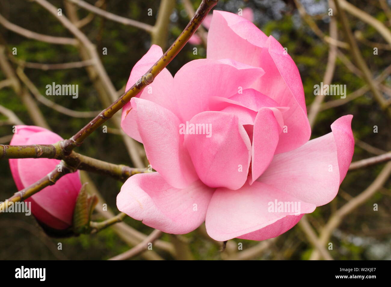 Magnolia sprengeri var. Diva" Copeland Gerichts". Rosa Blüten von Magnolia 'Copeland Gericht" im Frühjahr. AGM. Großbritannien Stockfoto