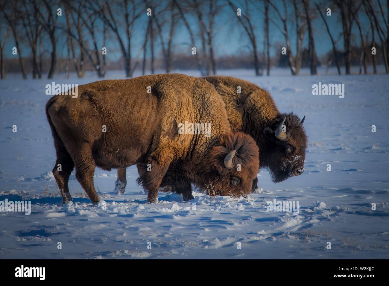Amerikanische Bisons in Colorado Stockfoto