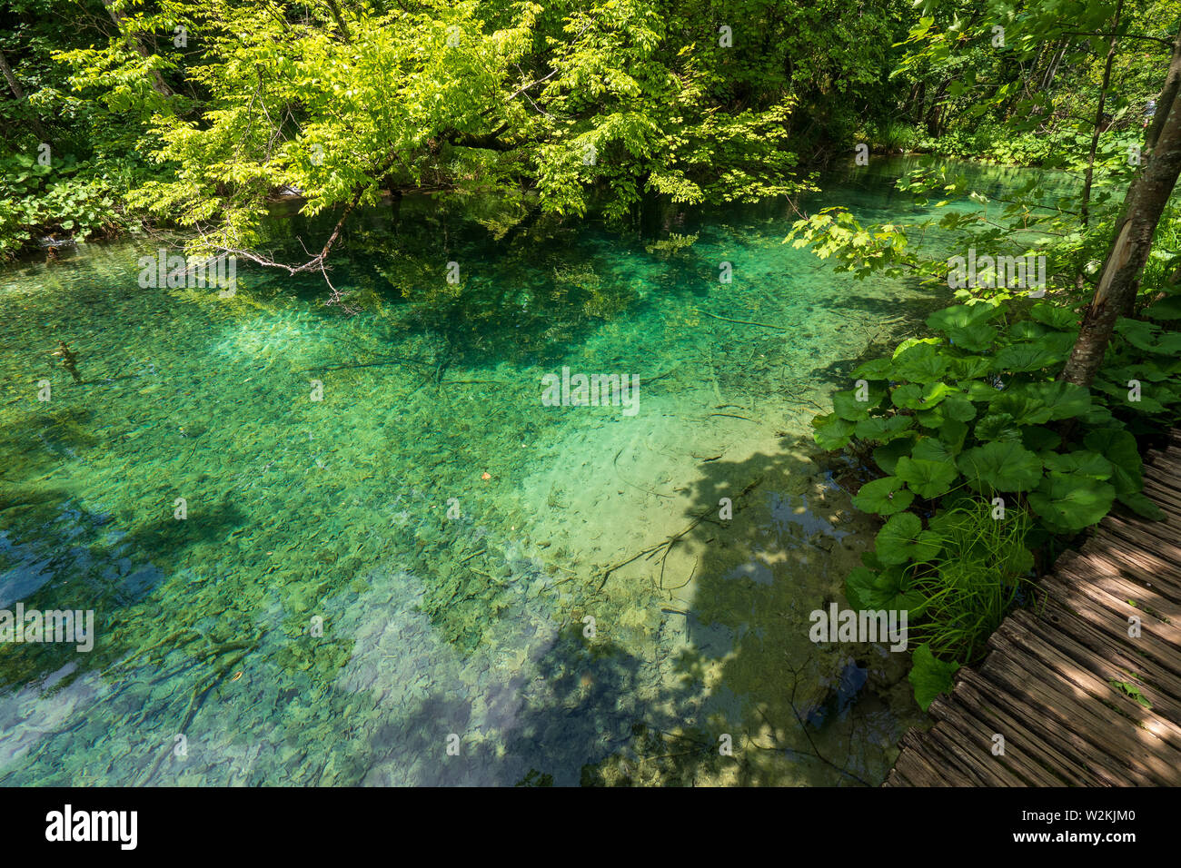 Azure farbige Teich mit kristallklarem Wasser tief im dichten Wald Der