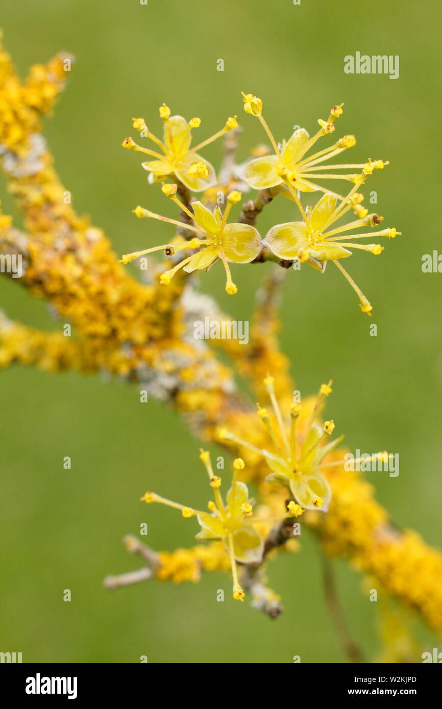 Cornus Officianalis - Japanische carneol Kirschblüten im Frühling - Mai. UK. Auch japanische Cornel genannt. Stockfoto