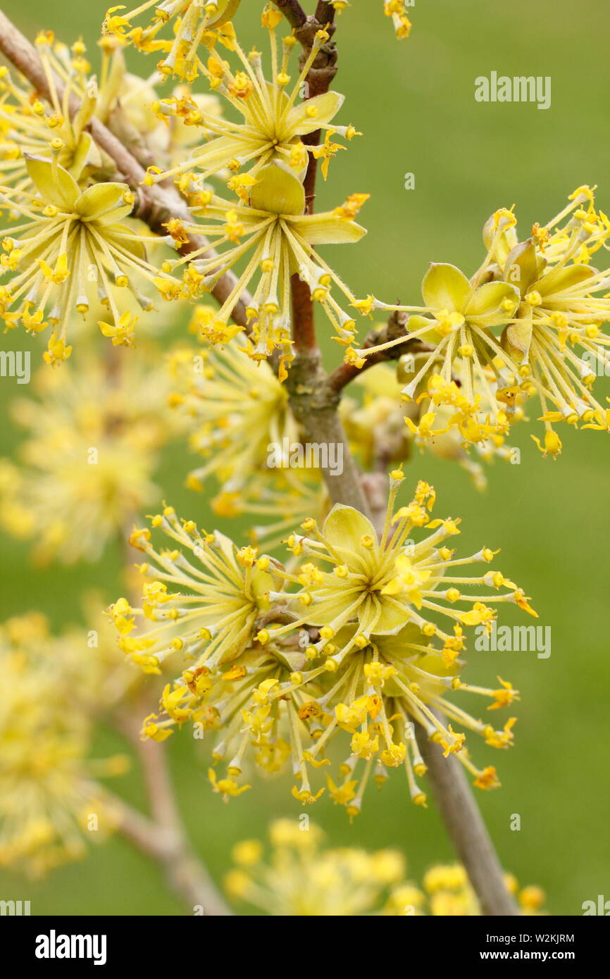 Cornus Mas Jolico' - carneol Kirschblüten im Frühling - Mai. Großbritannien Stockfoto