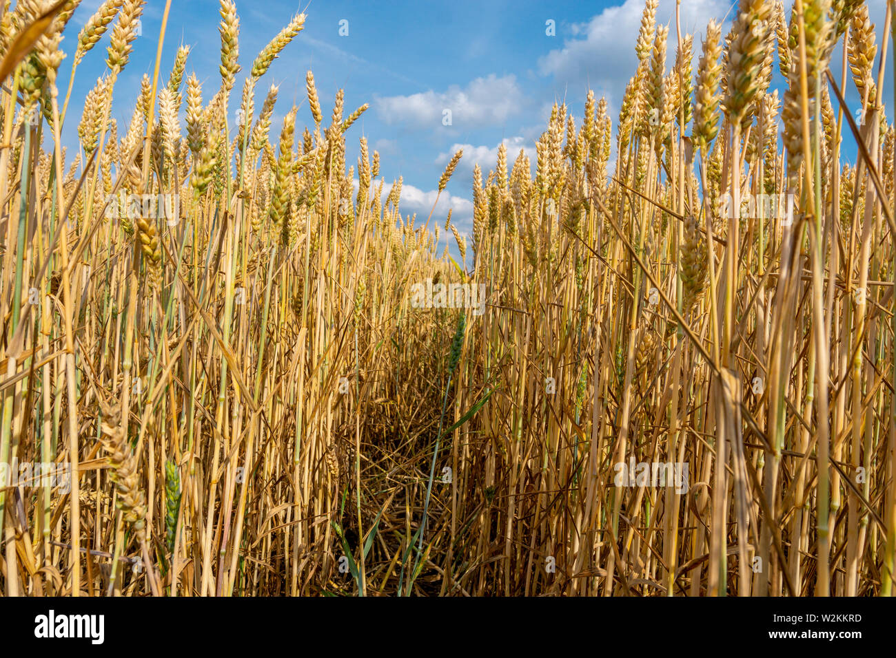 Schließen Sie herauf Bild der gelben cornfeld vor der Ernte, Seitenansicht Stockfoto