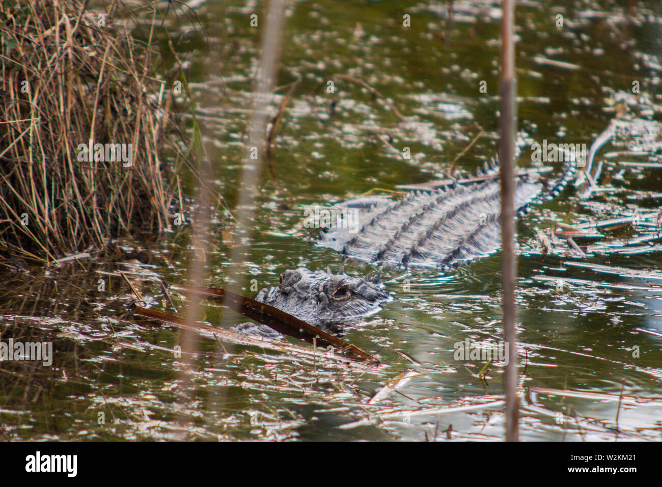 Amerikanischer alligator Stockfoto