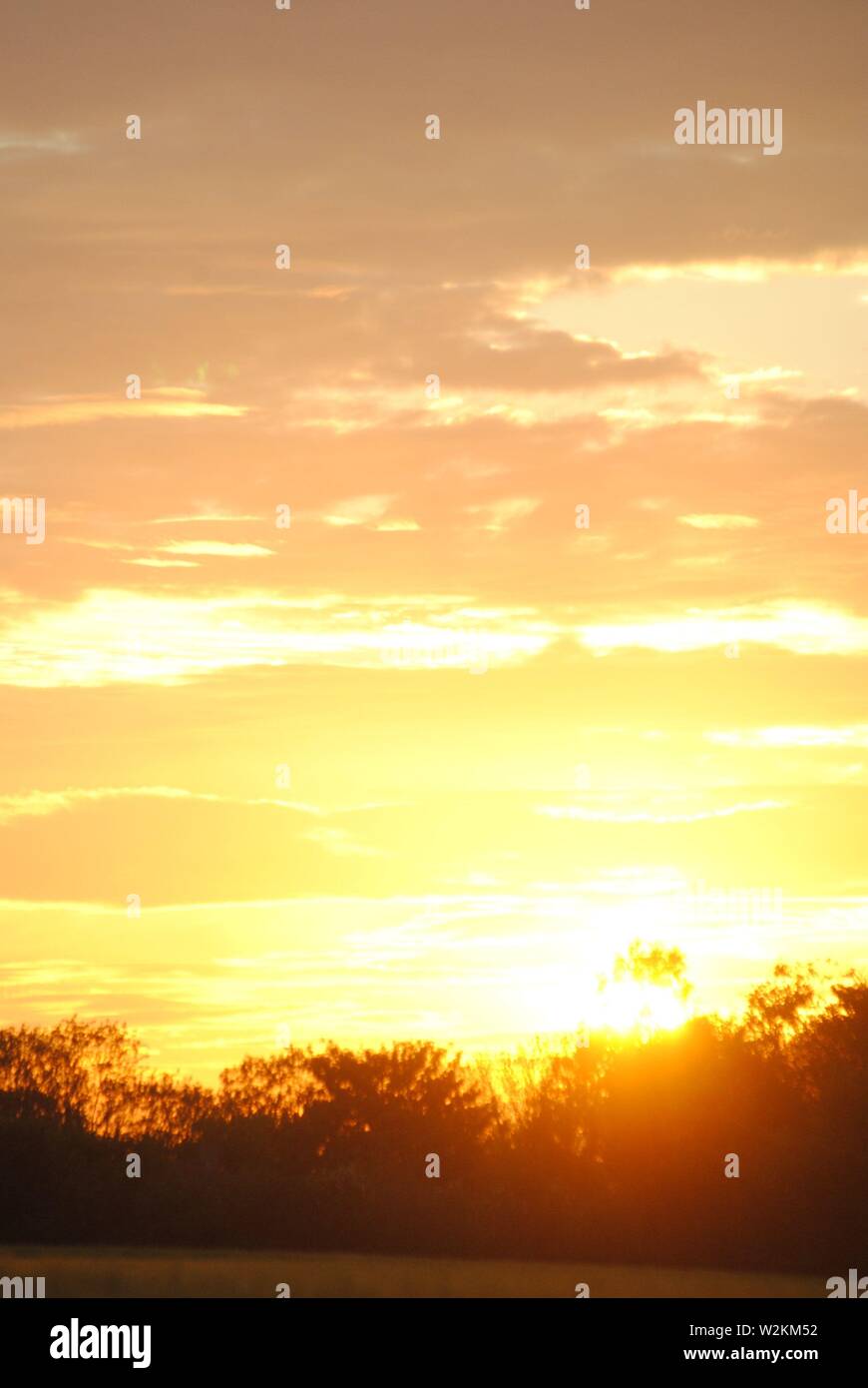 Sonnenuntergangssequenz goldener Glanz mit vielen Wolken mit Baumsilhouetten Stockfoto