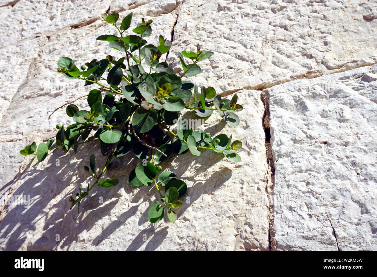 Steinmauer mit Kapern oder Capparis spinosa Pflanzen, mediterranen Grün wilde Strauch, wächst auf den Stein oder Ziegel Wand und kann für das Essen vorbereitet werden. Stockfoto