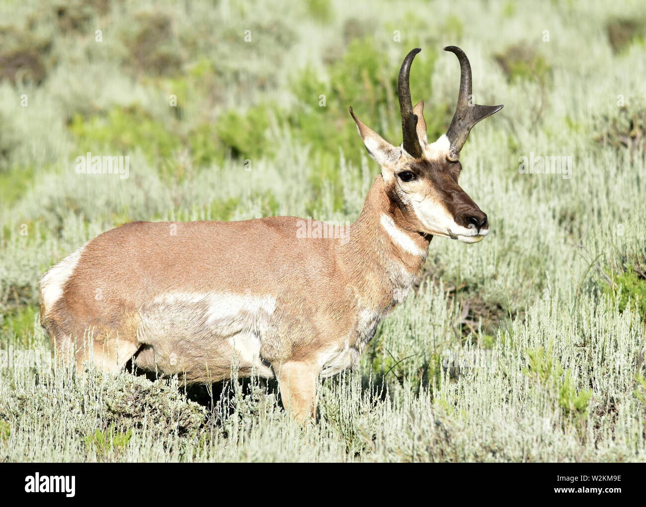 Ein pronghorn Antilope in der Arapaho National Wildlife Refuge Juli 6, 2019 in Walden, Colorado. Stockfoto