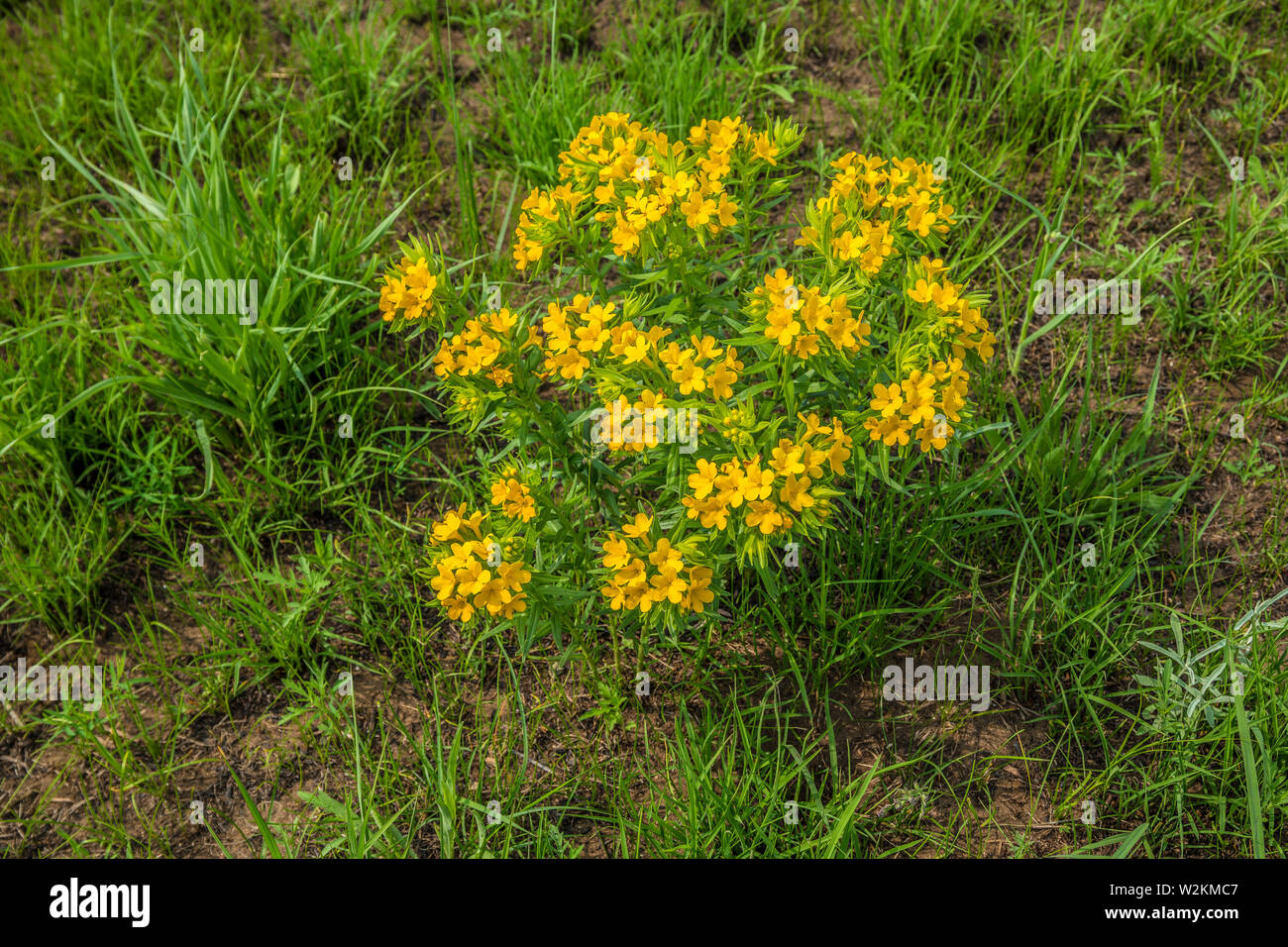 Gelbe Wildblumen in einem großen Klumpen niedrig zu Boden im späten Frühjahr wachsende im Mittelwesten prairie Stockfoto