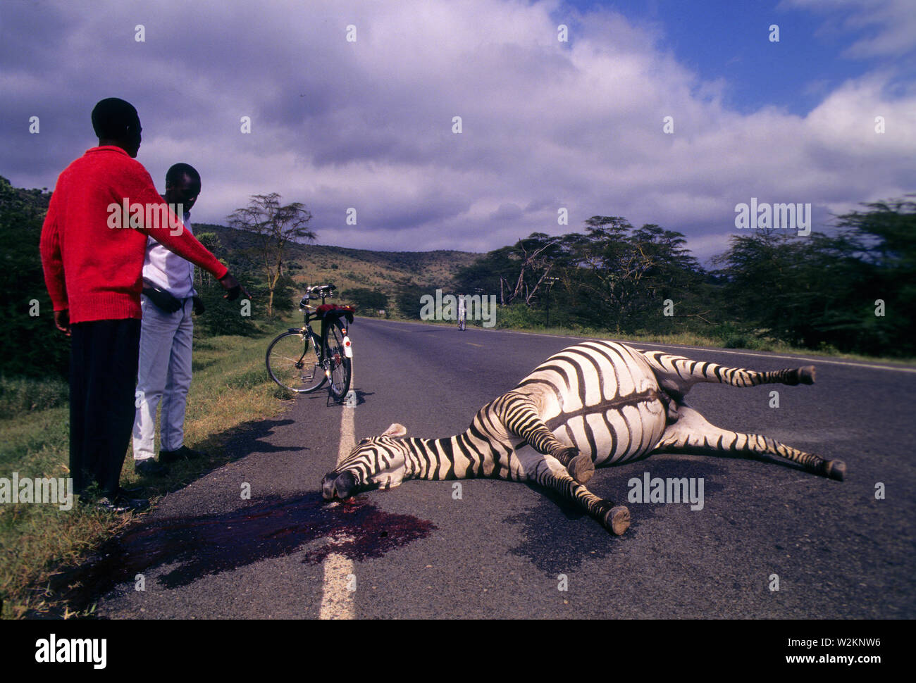 Zebra schlagen und durch ein Auto in Lake Naivasha Straße getötet, Kenia Stockfoto
