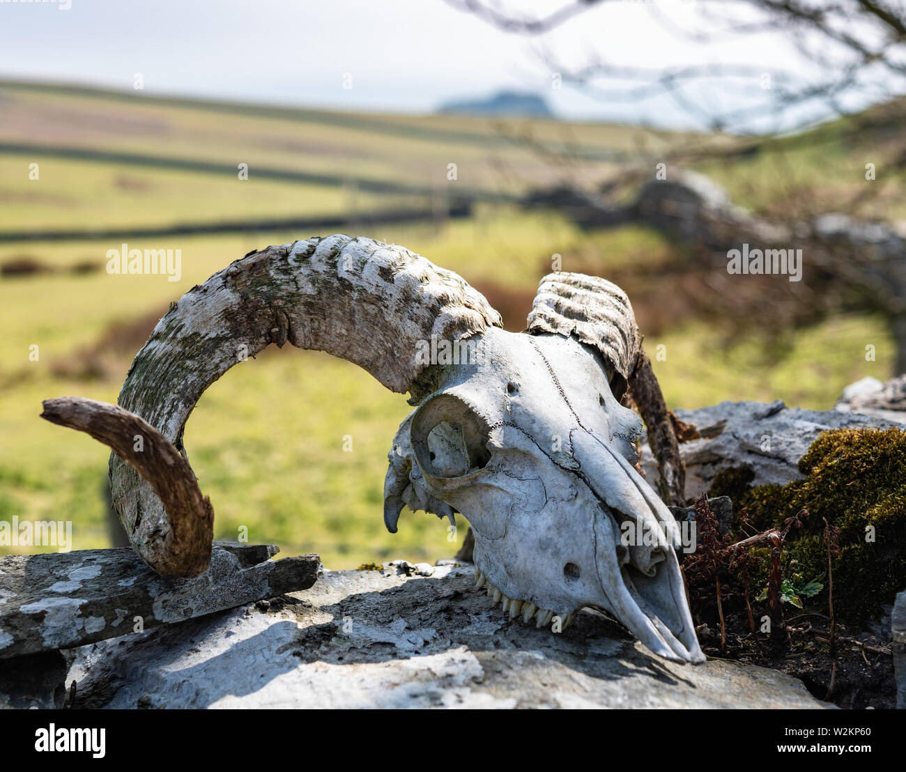 Manx ram Schädel, große Hörner Stockfoto