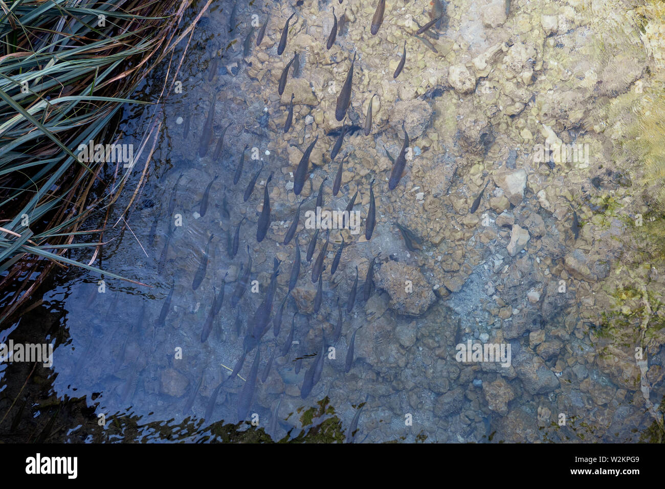 Viel Spaß mit den Europäischen Döbel, Squalius cephalus, Schwimmen gegen den Strom von einem kleinen Bach an der Nationalpark Plitvicer Seen, Kroatien Stockfoto