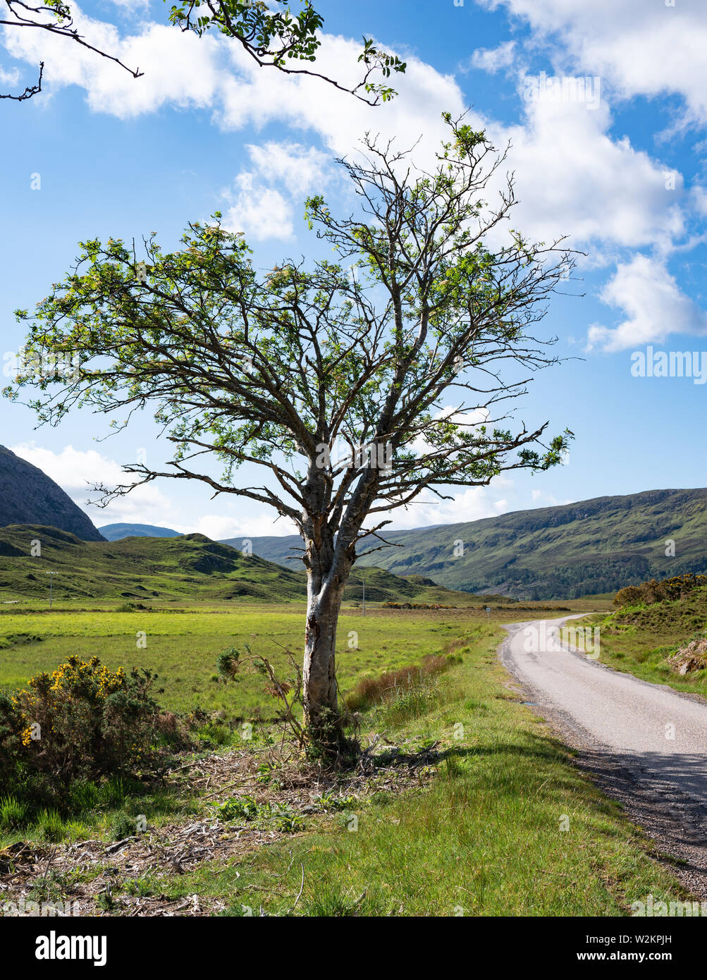 Straße durch Achfary Tal, einzelnen Baum am Straßenrand Stockfoto