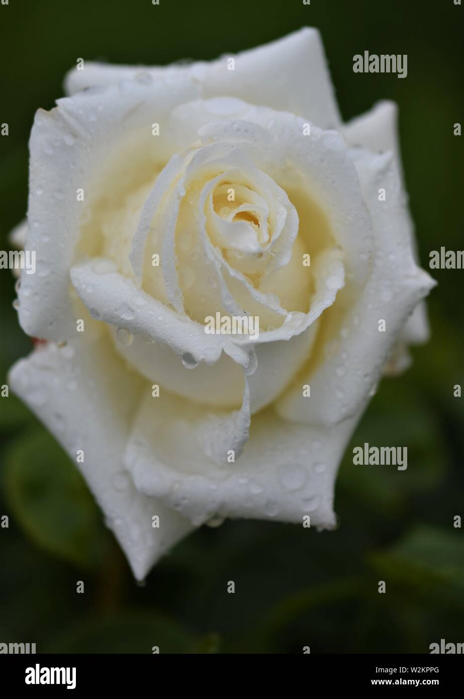Creme Rose in voller Blüte mit Regentropfen Stockfoto