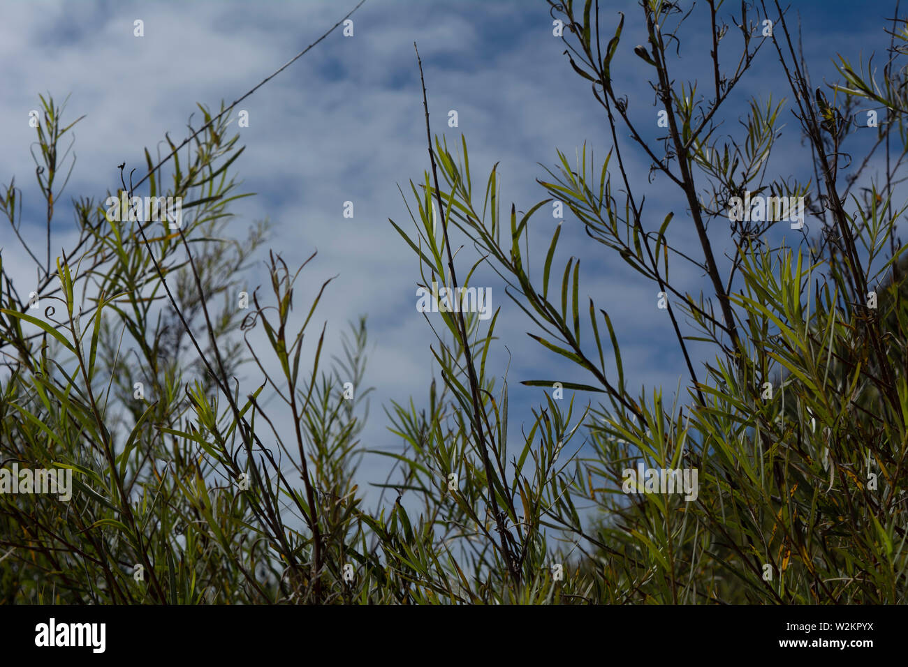 Hohes Gras an einem sonnigen Tag in Santa Cruz, Kalifornien. Realistische, authentische Foto der Anlage Muster. Stockfoto