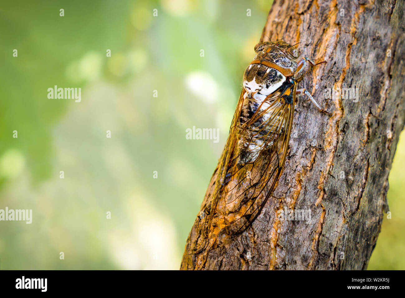 Cicadidae Insekt. Singing cicada. Cicadidae auf dem Baumstamm. Flora von Europa. Wenig cicadidae. Makro Nahaufnahme. Insekt der wildworld. Biologie Stockfoto
