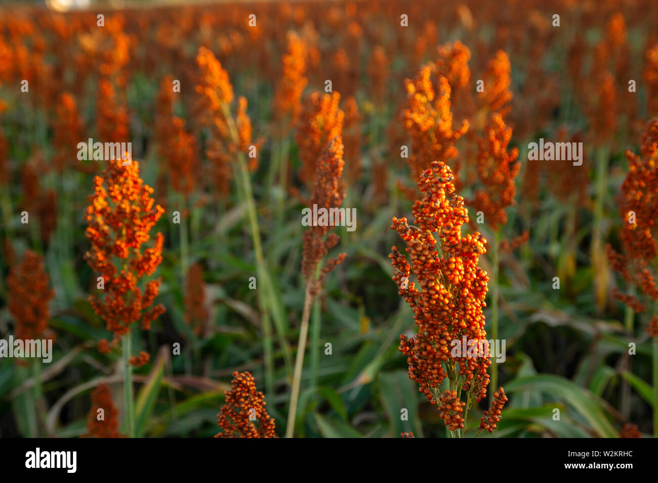 Samen Hintergrund erstaunlich schöne Bilder Landwirtschaft sorghum cultive Stockfoto