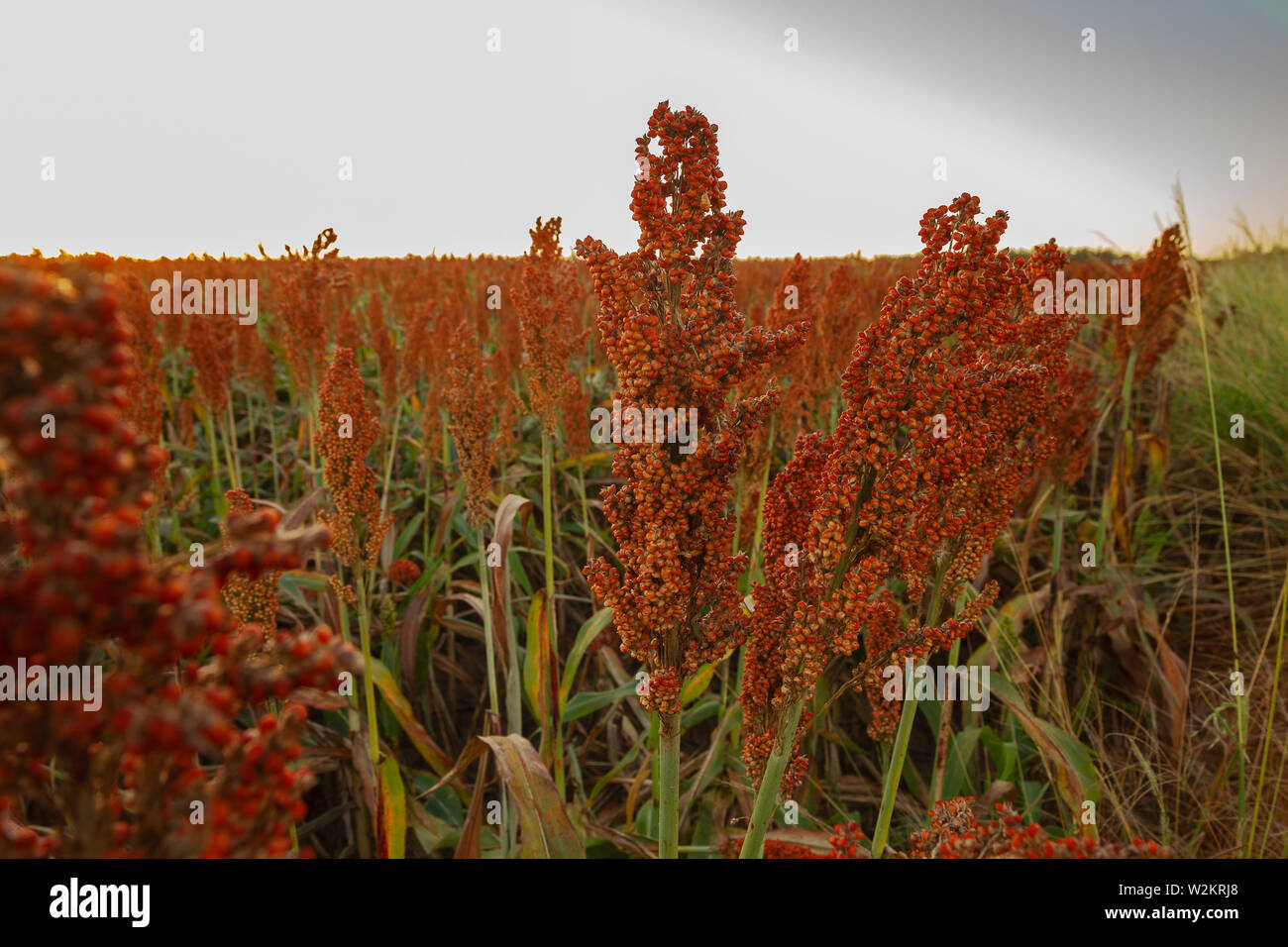 Samen Hintergrund erstaunlich schöne Bilder Landwirtschaft sorghum cultive Stockfoto