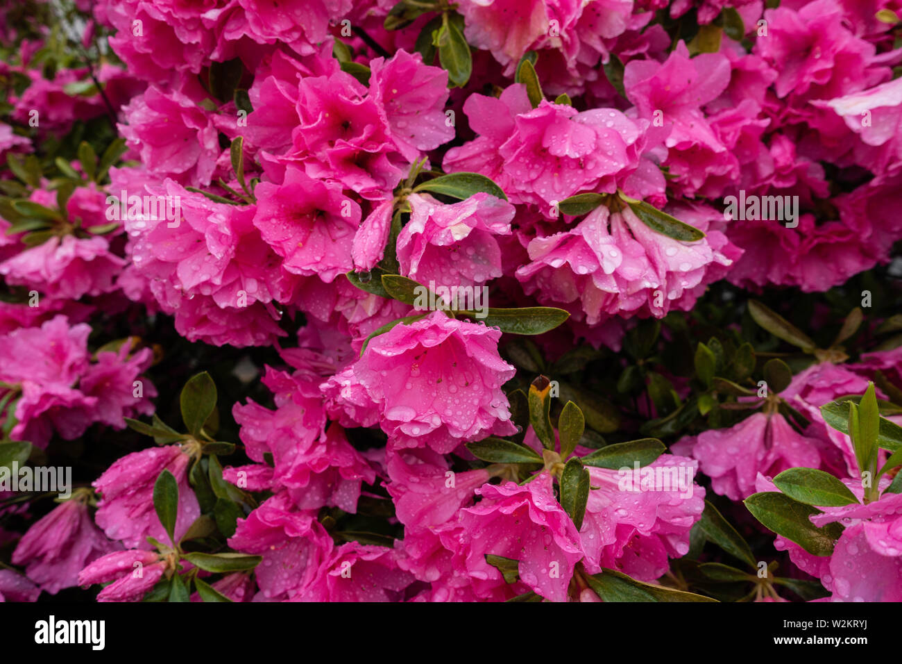 Rosa Azaleen, ericaceae, in der Blüte. USA. Stockfoto
