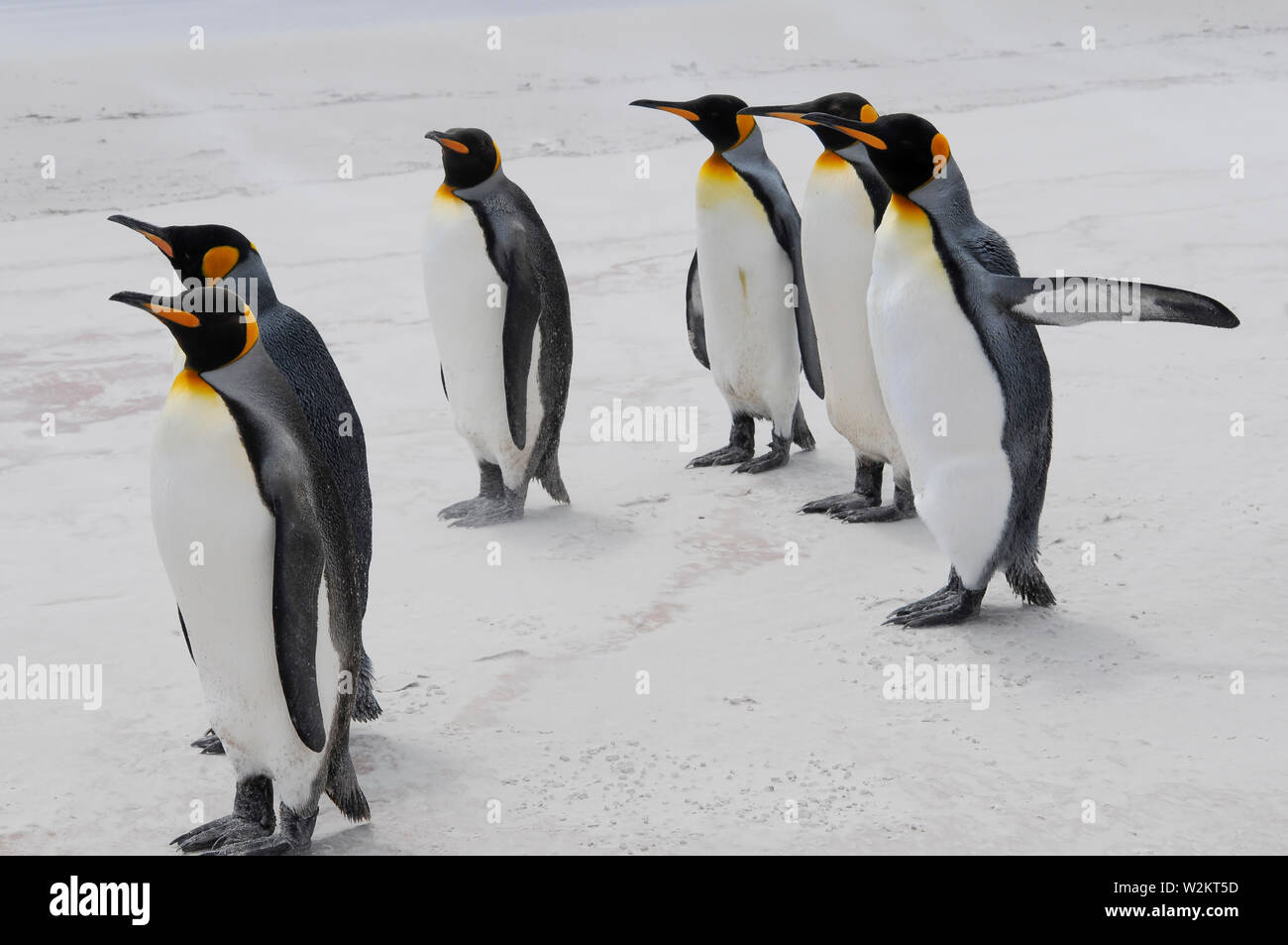 Pinguine, für einen Spaziergang Stockfoto