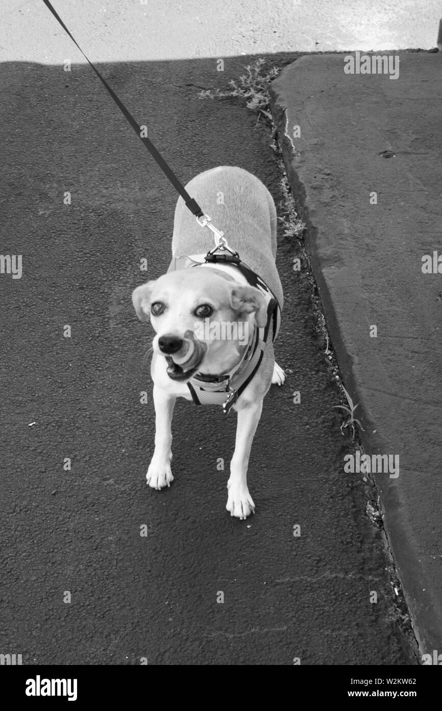 Jack Russell Terrier mix/Ratte an der Leine Stockfoto