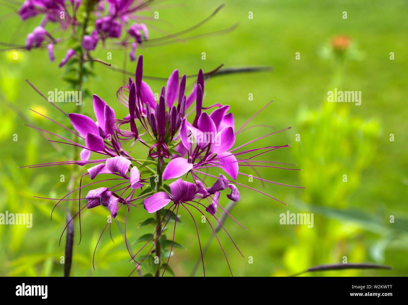 Gaura pink flower Blütenstände und langen staubgefäßen Stockfoto