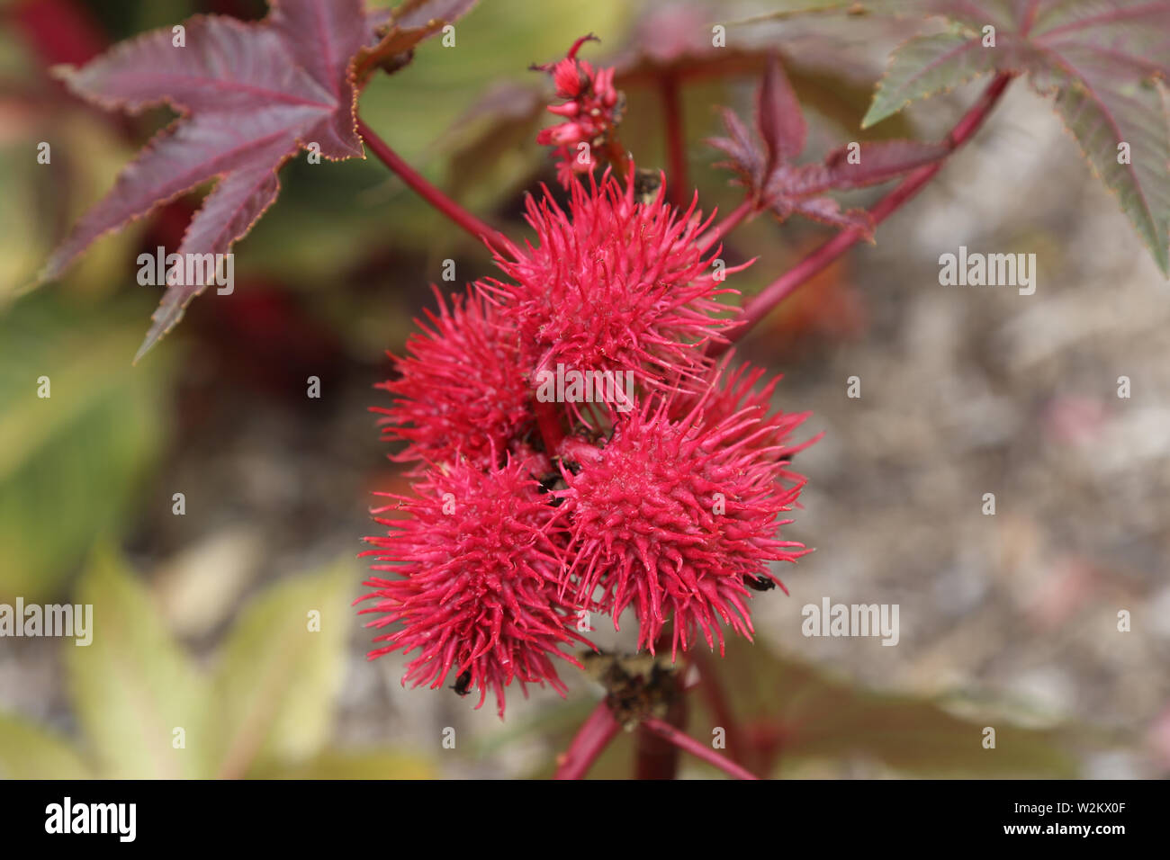 Ricinus communis Carmencita, Rizinus, rote Kugel spiky Blumen Stockfoto