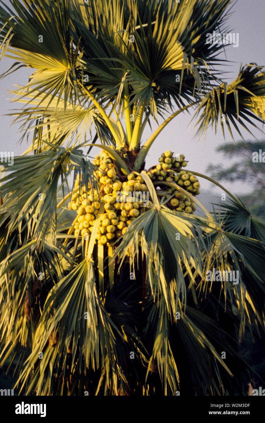 Tal ist eine Frucht, die gegessen wird. Der Baum ist auch für den Saft, der betrunken ist gerade, sondern ist auch fermentierte Todi, oder Melasse zu machen. Jessore. Bangladesch. Stockfoto