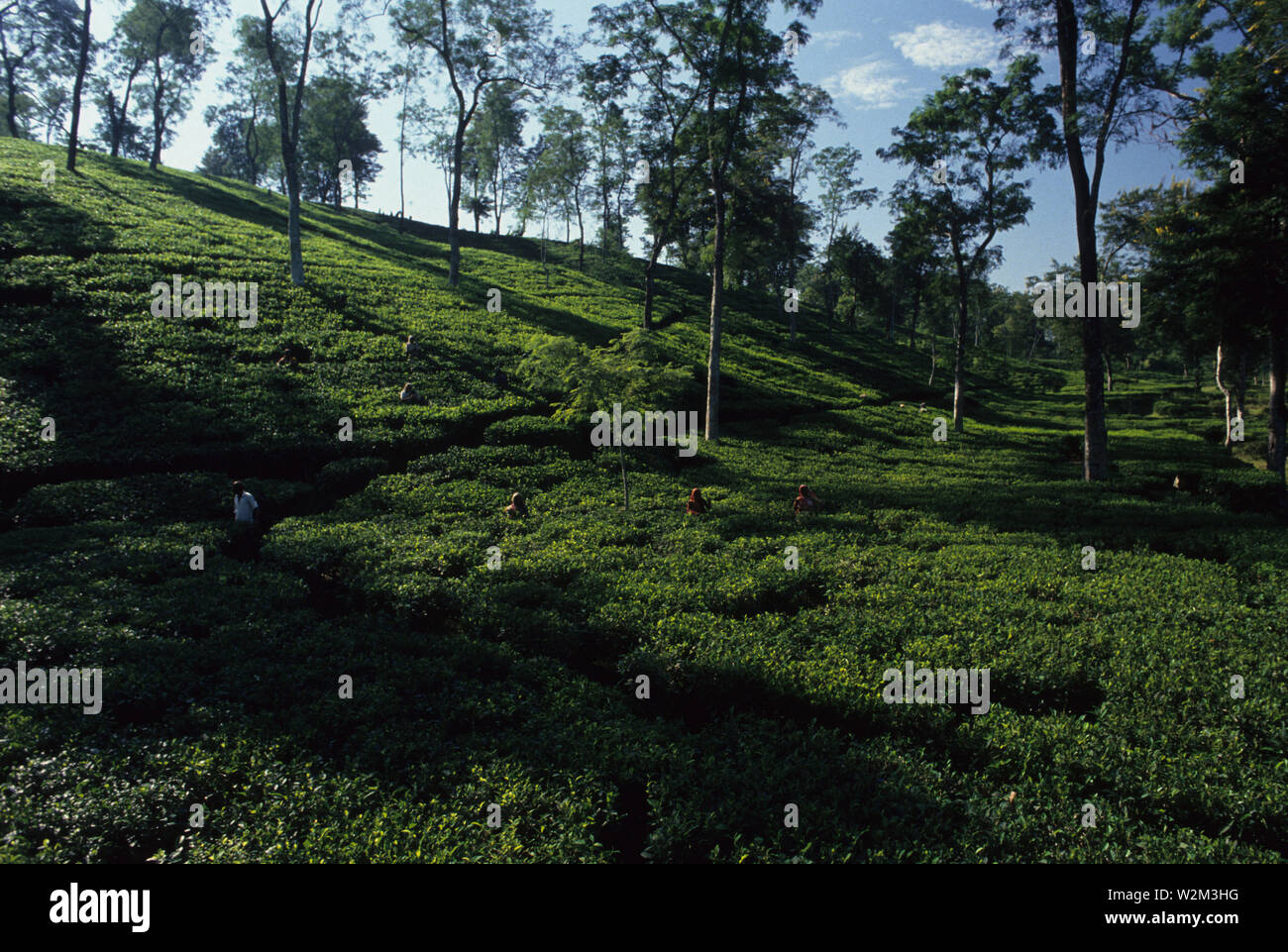 Kaffee ist eine große Industrie in Bangladesch und wächst in den niedrigen Hügeln von Chittagong und Sylhet. Der Tee Plantagenarbeiter in Sylhet sind vor allem ethnische Santals. Rupfen ist eine spezielle Fähigkeit. Zwei Blätter und eine Knospe müssen ausgerottet werden, um den besten Geschmack und die Rentabilität zu erhalten. Die surma Tee Immobilien mit über 8000 Hektar ist einer der größten Tea Gardens. Sylhet, Bangladesh. Stockfoto