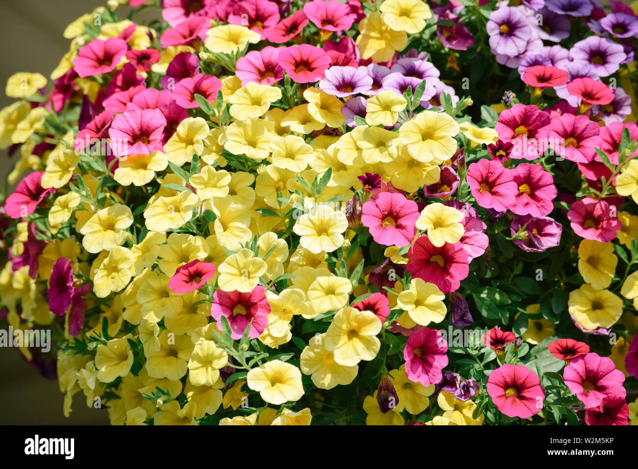 Million Bells Blumen hängend auf der Veranda Stockfoto