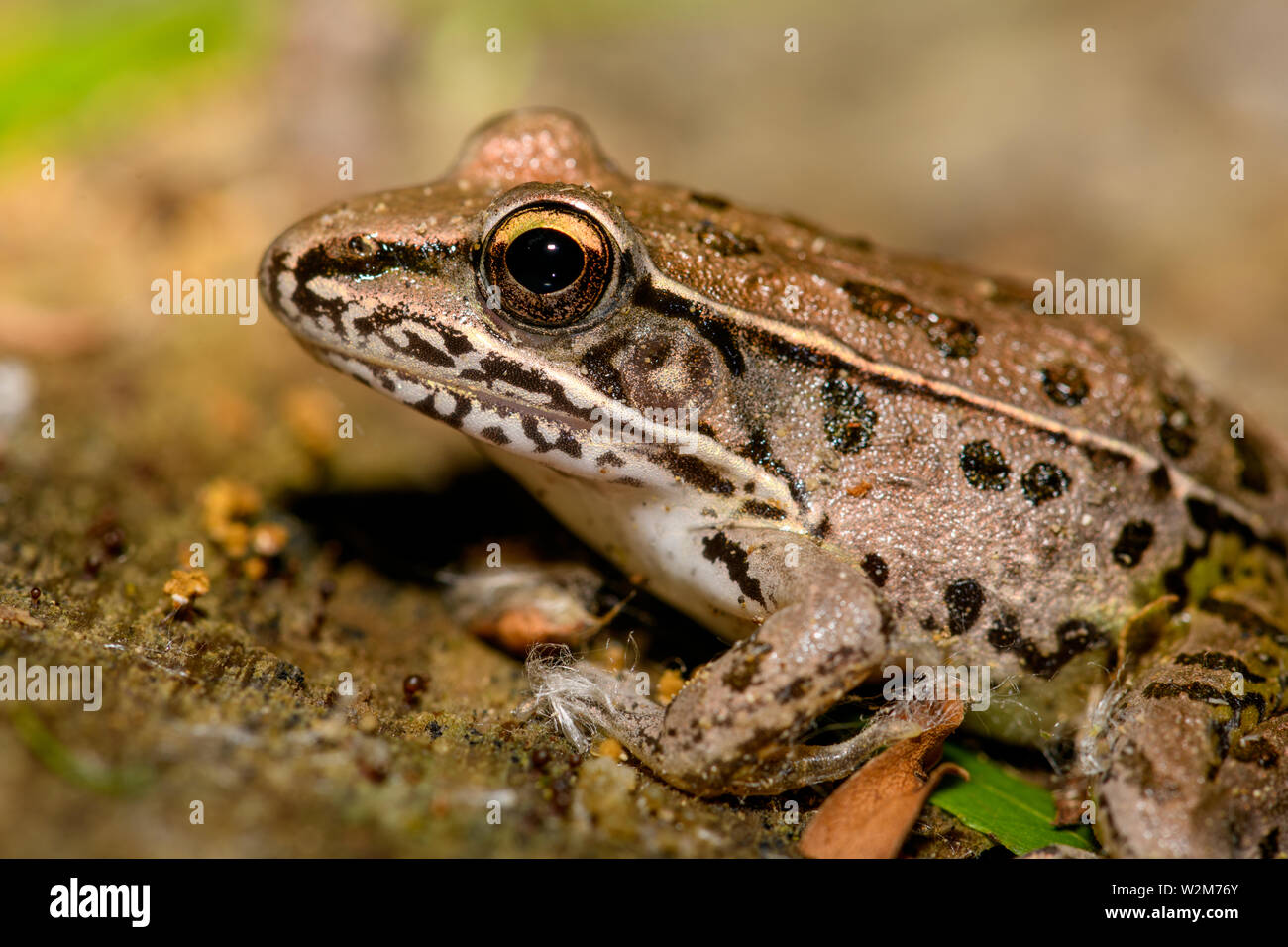 Südliche Leopord Frosch (Rana sphenocephala) mit Saatgut von einer Pappel Baum um seine Füße anmelden. Stockfoto