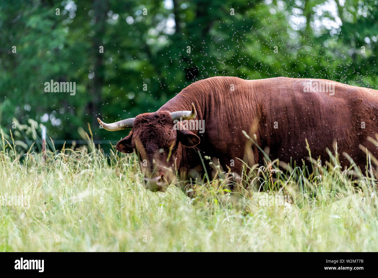 Einen stier Kuh in Bauernhof Feld Weiden auf Gras und viele Fliegen um ihn herum und bokeh Hintergrund Stockfoto