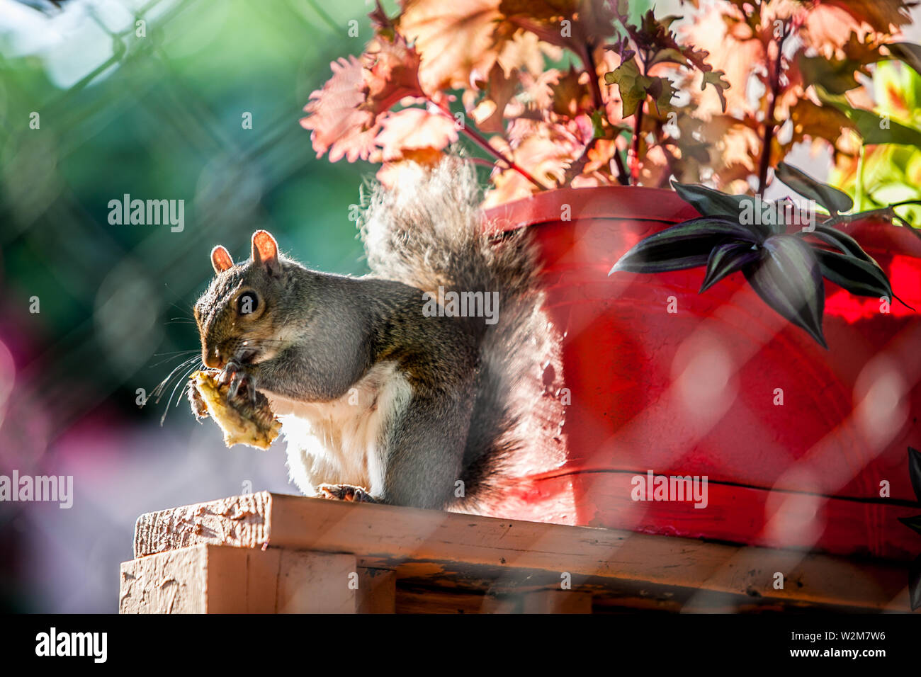 Ein Eichhörnchen hält etwas zu Essen Stockfoto