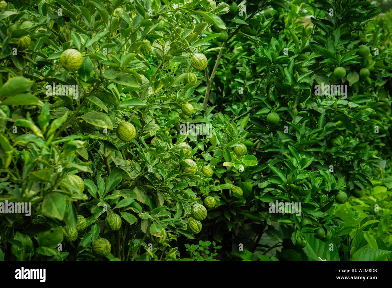 Beliebte Zitrone, Orange, Malta Obst Pflanze Garten in Bangladesch Stockfoto