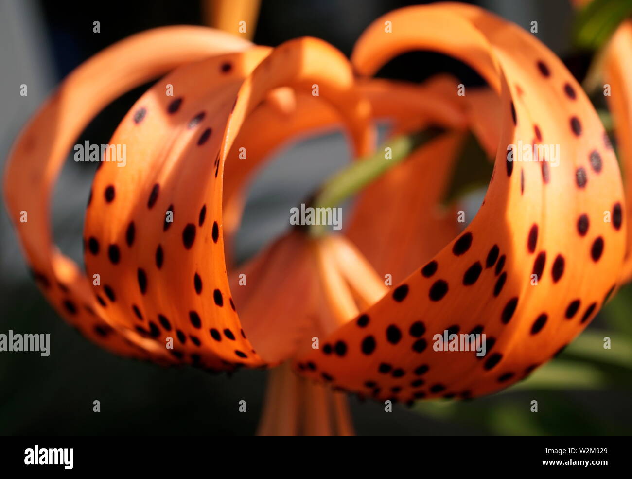 Abstrakte Makro von orange Lilie mit schwarzen Flecken Stockfoto