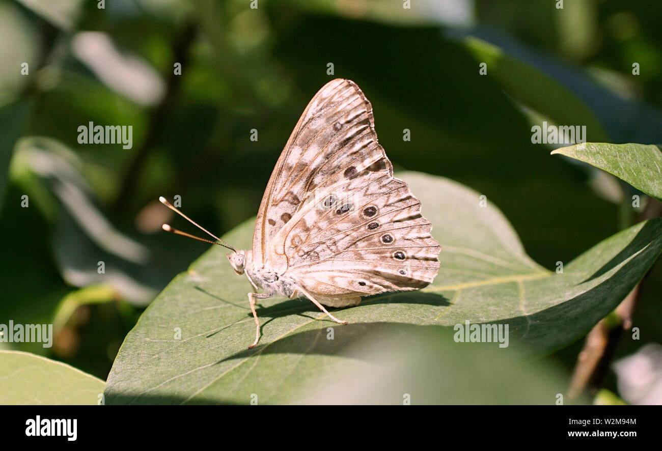 Perlige Holz Nymphe Schmetterling auf einem Blatt Stockfoto
