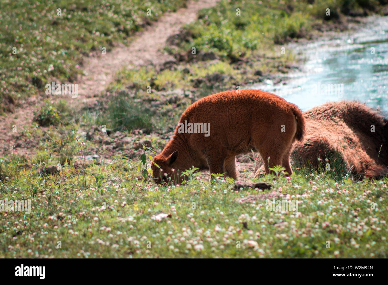 Bison Kalb weiden Neben seiner Mutter Stockfoto