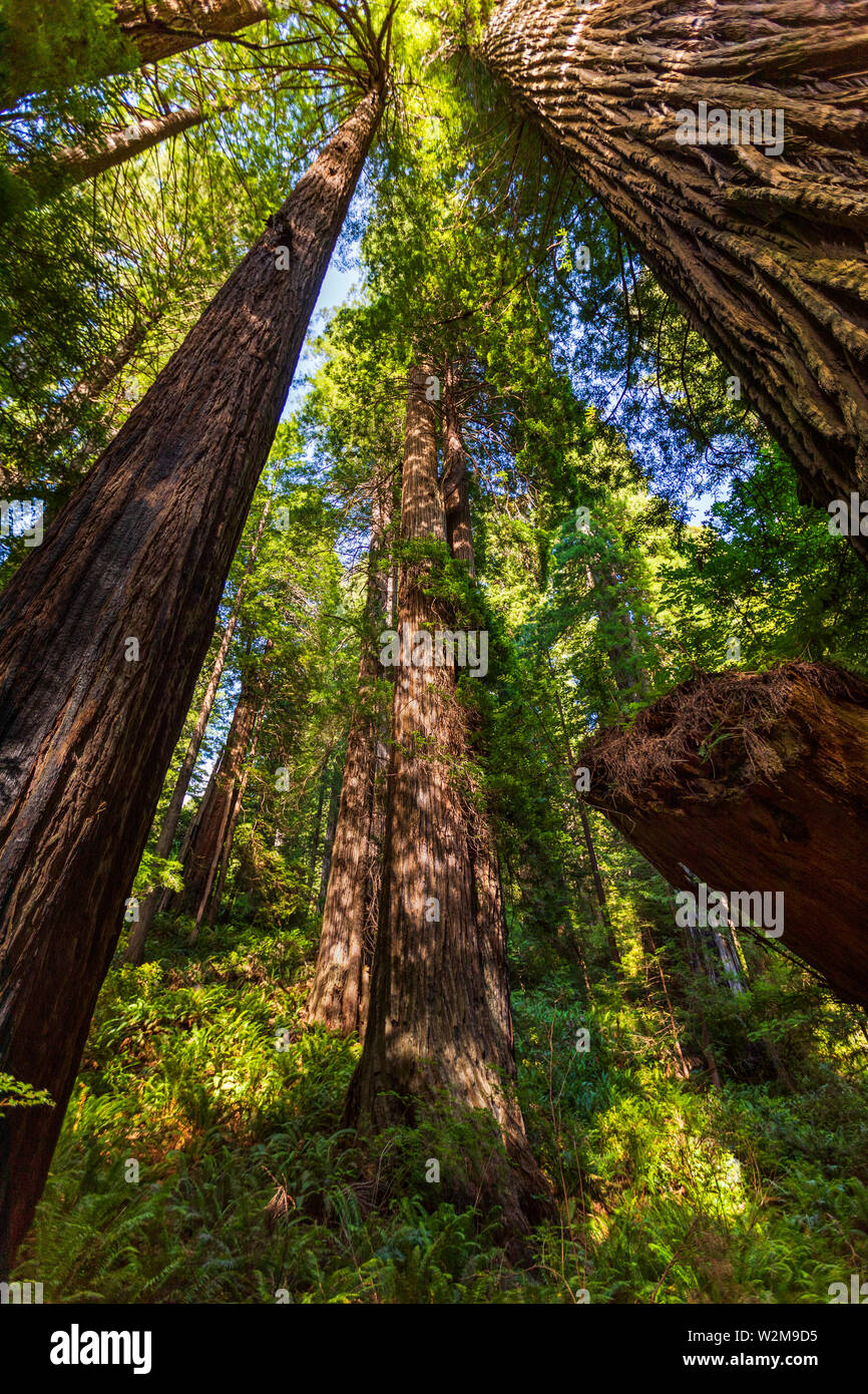 In diesem Schoß die majestätischen Redwood-Bäume bis zu Sky im Prairie Creek Redwoods State Park in der Nähe von Orick, Kalifornien, USA. Stockfoto