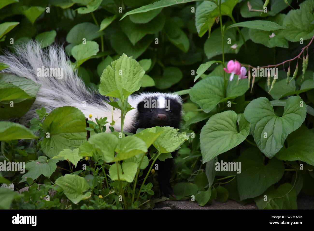 Wie ein von einem vertrauten Kinder Klassiker gesehen, ein Baby skunk heraus ragt heraus zu überprüfen, Es ist eine neue Welt. Stockfoto