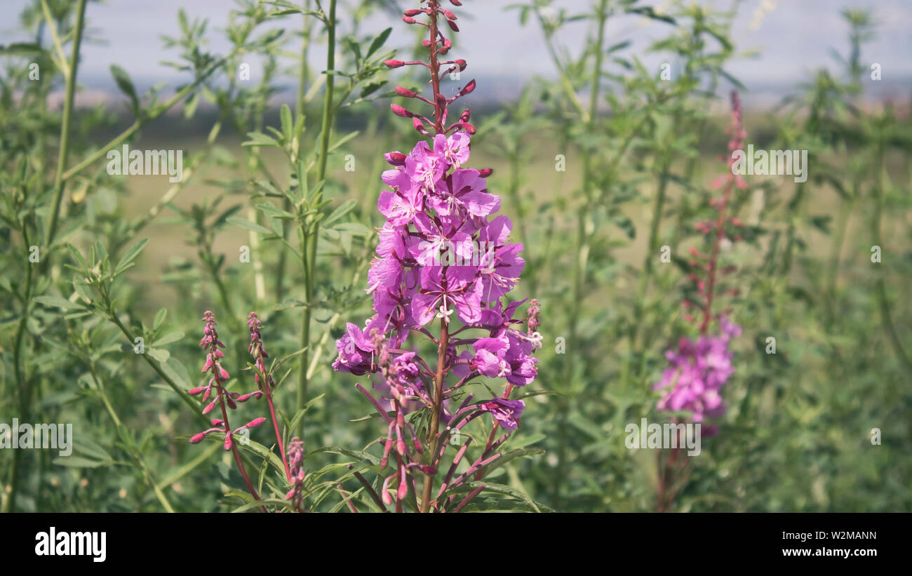 Rosebay Weidenröschen. Chamaenerion. Fireweed Angustifolius. Rosa Blüten. Stockfoto